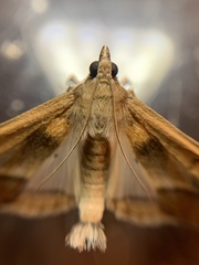 Diaphania fumosalis