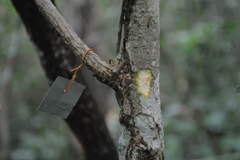 Callicarpa formosana