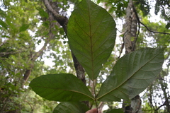 Callicarpa formosana