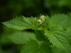 Scrophularia calycina