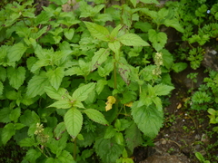 Scrophularia calycina