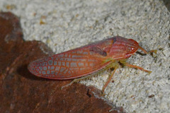 Gyponana gladia