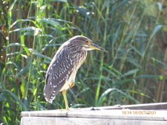 Nycticorax nycticorax