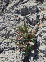 Limonium graecum