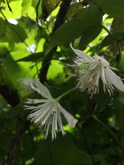 Clematis parviloba