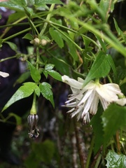 Clematis parviloba