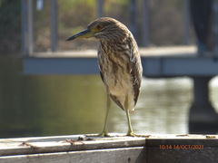 Nycticorax nycticorax