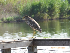 Nycticorax nycticorax