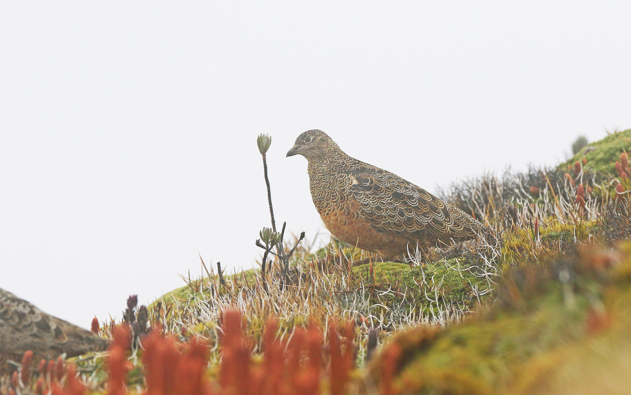 Rufous-bellied Seedsnipe (Attagis gayi)