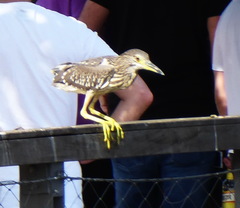 Nycticorax nycticorax
