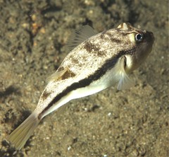 Torquigener squamicauda