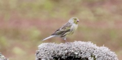Serinus canaria canaria