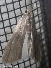 Parapoynx maculalis