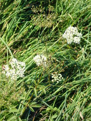 Chaerophyllum aromaticum