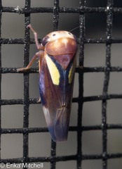 Balcanocerus provancheri