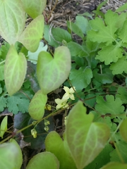 Epimedium