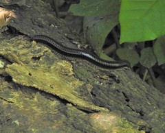 Archispirostreptus gigas