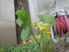 Epimedium