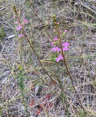 Stylidium lineare