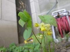 Epimedium