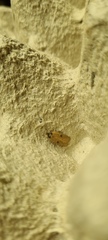 Agonopterix subpropinquella