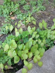 Epimedium