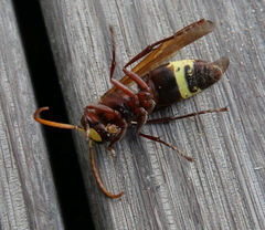 Vespa orientalis