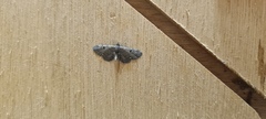 Eupithecia assimilata
