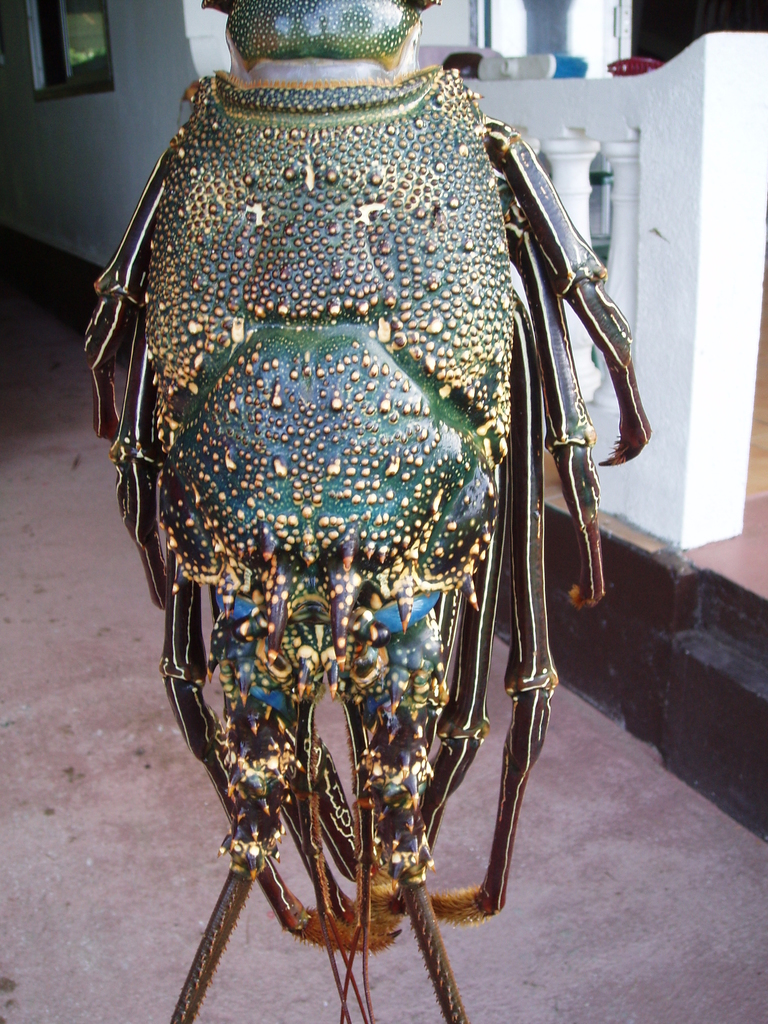 Photo of Painted Spiny Lobster (Panulirus penicillatus)