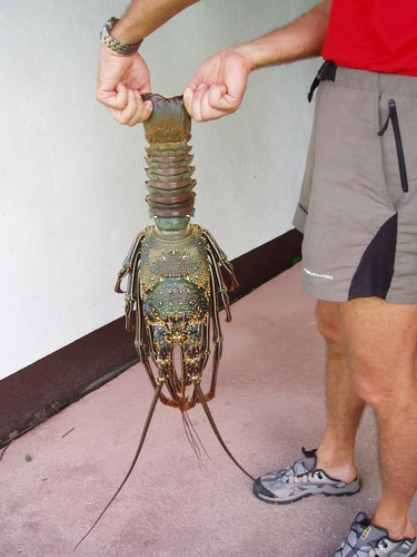 Photo of Painted Spiny Lobster (Panulirus penicillatus)