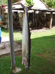 Acanthocybium solandri