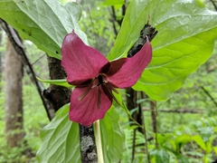 Trillium vaseyi