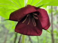 Trillium vaseyi