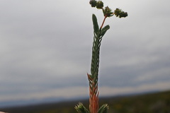 Psammotropha quadrangularis
