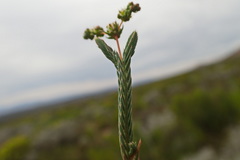 Psammotropha quadrangularis