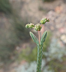 Psammotropha quadrangularis