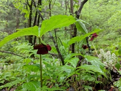Trillium vaseyi