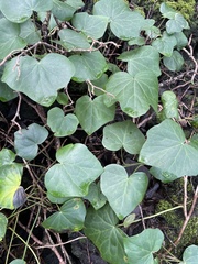 Hedera azorica