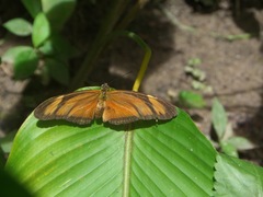 Heliconiini