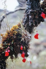 Utricularia quelchii