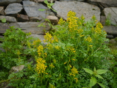 Corydalis meifolia