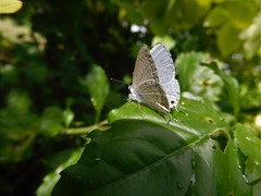 Catochrysops panormus exiguus