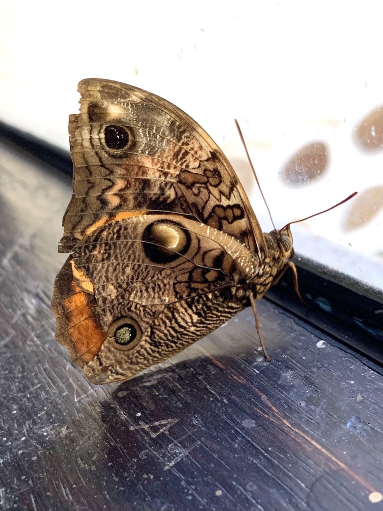 Opsiphanes sallei