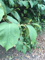 Reynoutria × bohemica