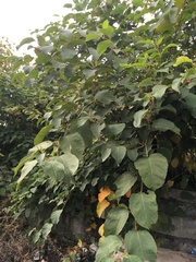 Reynoutria × bohemica