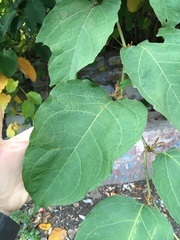 Reynoutria × bohemica