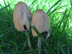 Coprinellus