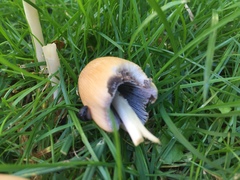 Coprinellus