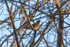 Turdus pilaris