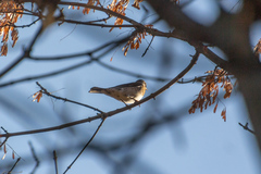 Turdus pilaris